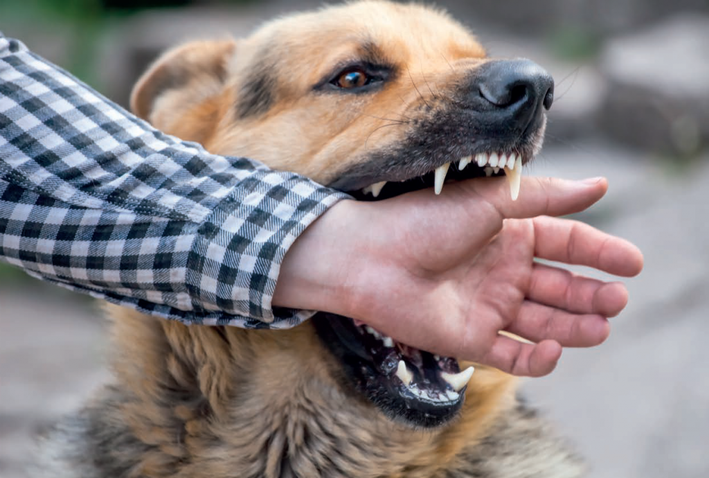 chien-mordre
